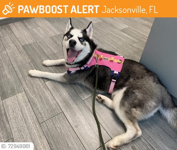 Found/Stray Male Dog last seen Deerwood Lake Area, Jacksonville, FL 32246