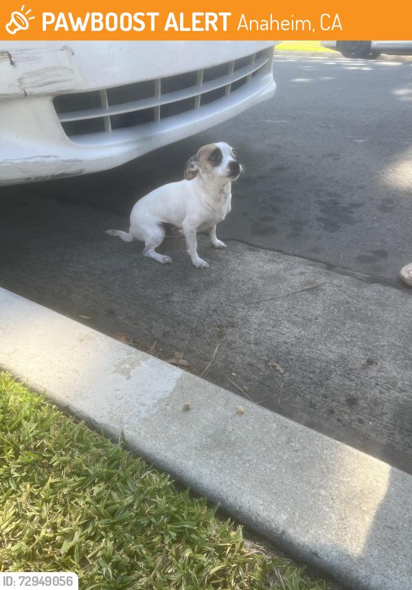 Found/Stray Male Dog last seen Orangewood and S jetty dr, Anaheim, CA 92802