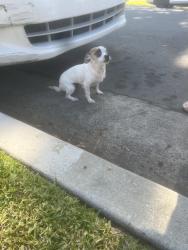 Found/Stray Male Dog last seen Orangewood and S jetty dr, Anaheim, CA 92802