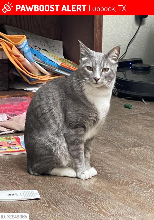 Lost Male Cat last seen Frankford Ave. , Lubbock, TX 79424