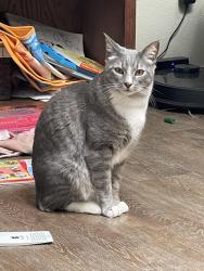 Lost Male Cat last seen Frankford Ave. , Lubbock, TX 79424