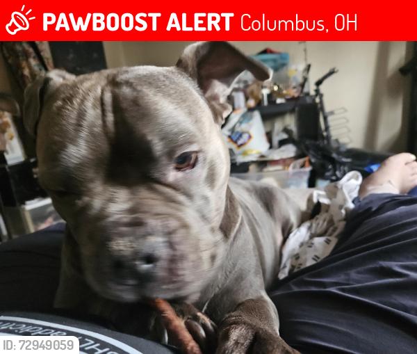 Lost Female Dog last seen Livingston and Hamilton rd near check cashing, Columbus, OH 43227