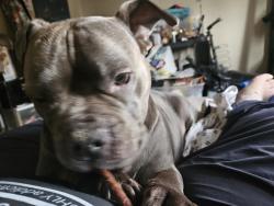 Lost Female Dog last seen Livingston and Hamilton rd near check cashing, Columbus, OH 43227