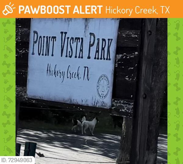 Found/Stray Unknown Dog last seen Boat ramp Point Vista , Hickory Creek, TX 75065