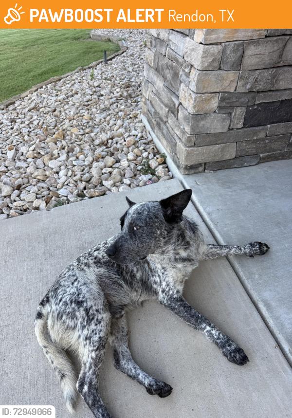 Found/Stray Male Dog last seen Preserve Oaks Drive and Diamond Rose, Rendon, TX 76028