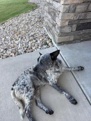 Found/Stray Male Dog last seen Preserve Oaks Drive and Diamond Rose, Rendon, TX 76028