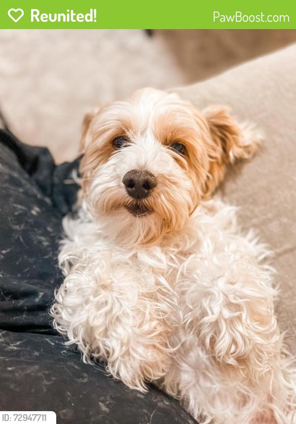 Reunited Male Dog last seen Southern and Juan Tabo, Albuquerque, NM 87123