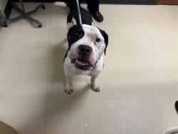 Shelter Stray Male Dog last seen Near BLOCK W CHERRY ST, Milwaukee, WI 53215