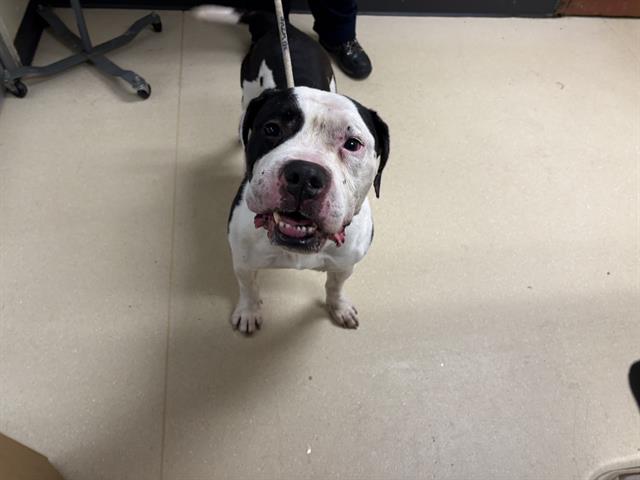 Shelter Stray Male Dog last seen Near BLOCK W CHERRY ST, Milwaukee, WI 53215