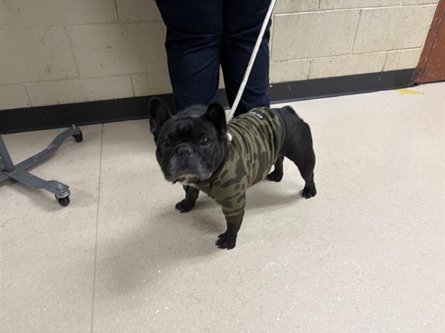 Shelter Stray Male Dog last seen UNKNOWN, Milwaukee, WI 53215