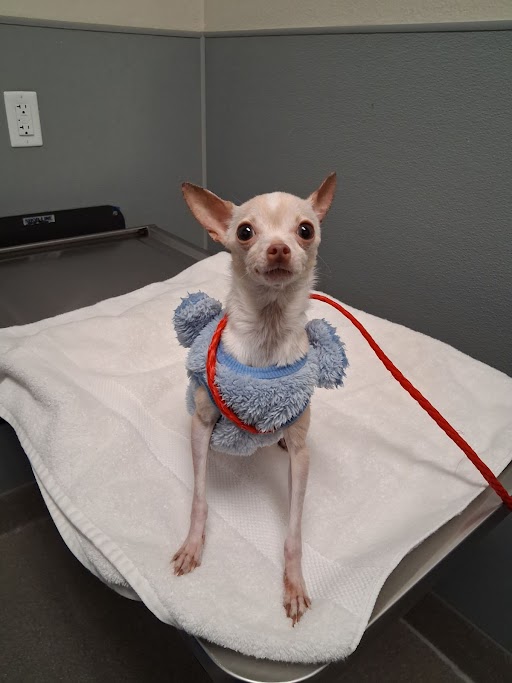 Shelter Stray Male Dog last seen Near BLK OF SHERWOOD, Las Vegas, NV 89101