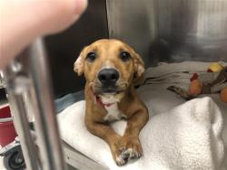Shelter Stray Female Dog last seen DUMPED IN APA PLAY YARD, Brentwood, MO 63144