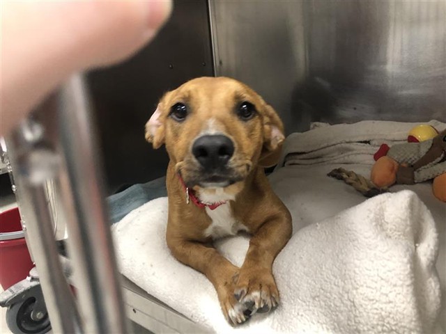 Shelter Stray Female Dog last seen DUMPED IN APA PLAY YARD, Brentwood, MO 63144