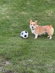 Reunited Male Dog last seen Mountain View Road near Slate Quarry Road in Rhinebeck, Rhinebeck, NY 12572