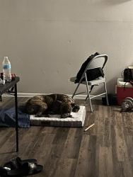 Shelter Stray Male Dog last seen SOUTHCROSS/STRINGFELLOW, San Antonio, TX 78227