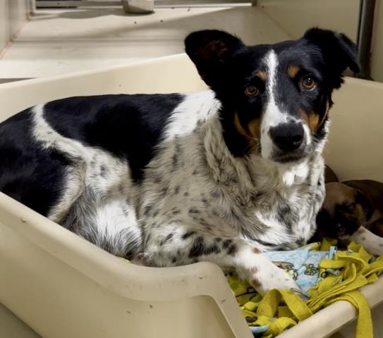 Shelter Stray Female Dog last seen Near BLOCK PANAMA RD, LAMONT CA 93241, 3951 Fruitvale Ave, Bakersfield, CA 93308, USA