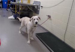 Shelter Stray Male Dog last seen Near BLOCK S HAVANA ST, DENVER CO 80012, Denver, CO 80223