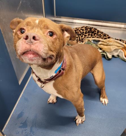 Shelter Stray Male Dog last seen Near BLOCK BRYDEN ST, DETROIT MI 48204, Detroit, MI 48211