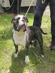 Shelter Stray Male Dog last seen Near BLOCK THATCHER AVE, DETROIT, MI 48219, Detroit, MI 48211