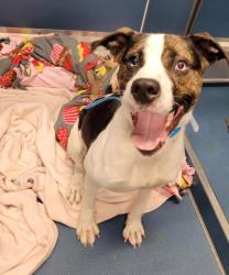 Shelter Stray Male Dog last seen Near BLOCK MARX ST DETROIT MI 48203, Detroit, MI 48211