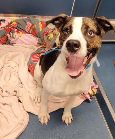 Shelter Stray Male Dog last seen Near BLOCK MARX ST DETROIT MI 48203, Detroit, MI 48211