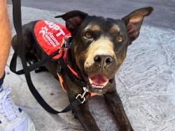 Shelter Stray Male Dog last seen YUMA/MILLER RD, Phoenix, AZ 85008