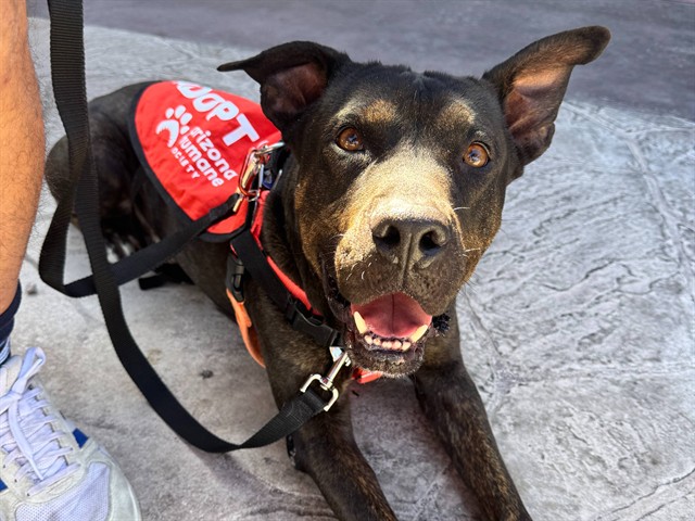 Shelter Stray Male Dog last seen YUMA/MILLER RD, Phoenix, AZ 85008