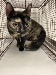 Shelter Stray Female Cat last seen Near BLOCK SW 110 AVE, Doral, FL 33122