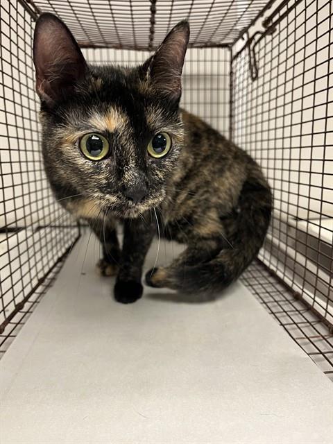 Shelter Stray Female Cat last seen Near BLOCK SW 110 AVE, Doral, FL 33122