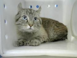 Shelter Stray Male Cat last seen Near BLOCK JANE PL, Albuquerque, NM 87112