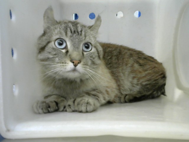 Shelter Stray Male Cat last seen Near BLOCK JANE PL, Albuquerque, NM 87112