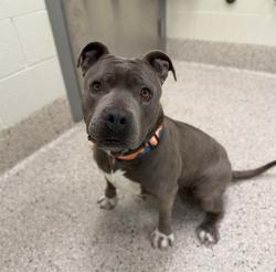 Shelter Stray Female Dog last seen Near BLOCK LONGFELLOW PL, Brighton, CO 80601