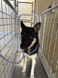 Shelter Stray Female Dog last seen Near BLK NOBLE AV BAKERSFIELD,CA, Bakersfield, CA 93307