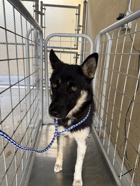 Shelter Stray Female Dog last seen Near BLK NOBLE AV BAKERSFIELD,CA, Bakersfield, CA 93307