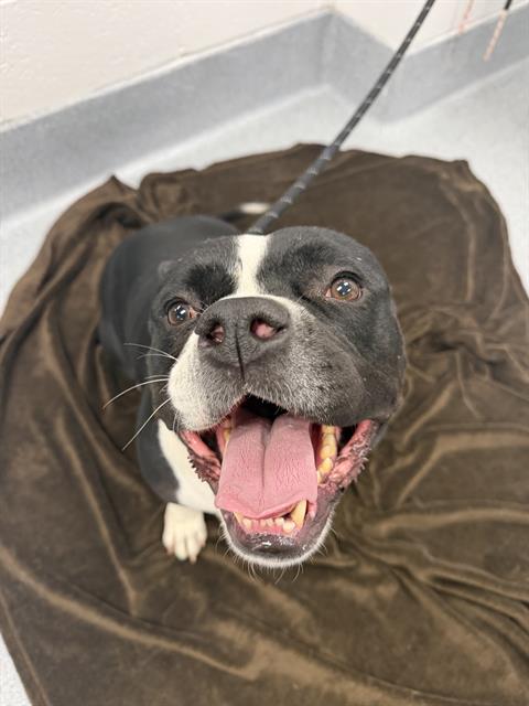 Shelter Stray Female Dog last seen Near , Indianapolis, IN 46221