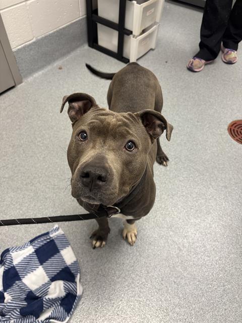 Shelter Stray Female Dog last seen Near , Indianapolis, IN 46221