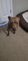 Found/Stray Female Dog last seen Fisco Avenue , Memphis, TN 38114