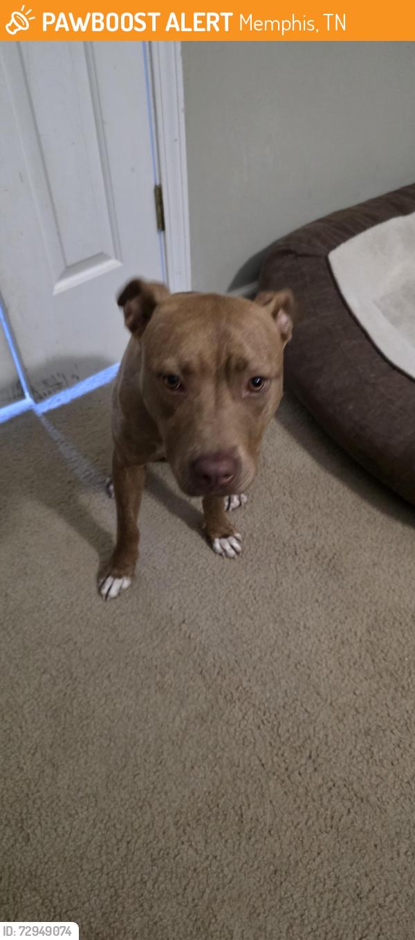 Found/Stray Female Dog last seen Fisco Avenue , Memphis, TN 38114