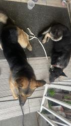 Reunited Unknown Dog last seen Wright Rd South Gate , South Gate, CA 90280