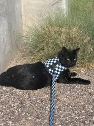 Reunited Male Cat last seen Copper or tijeras , Albuquerque, NM 87102