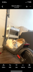 Lost Female Cat last seen Iowa and MLK, Riverside, CA 92507