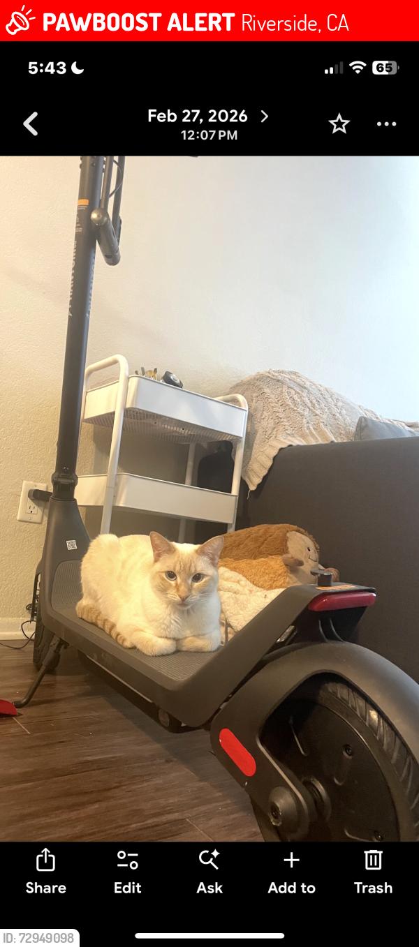 Lost Female Cat last seen Iowa and MLK, Riverside, CA 92507