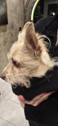 Reunited Female Dog last seen Lancaster Blvd & Fern (Zelda's), Lancaster, CA 93534
