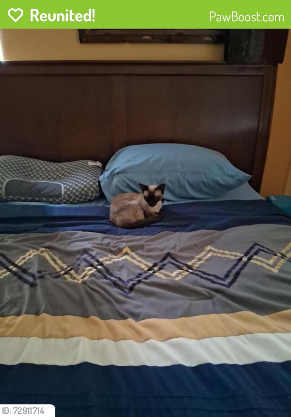 Reunited Female Cat last seen Indian River Drive , Sharpes, FL 32927