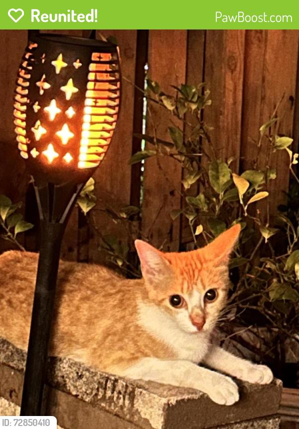 Reunited Female Cat last seen NE 6th oakland park fl, Oakland Park, FL 33334