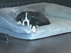 Reunited Female Dog last seen Brooke Hollow , Bryan, TX 77802