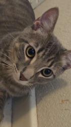 Reunited Male Cat last seen Tyler Ridge Ave , Henderson, NV 89012