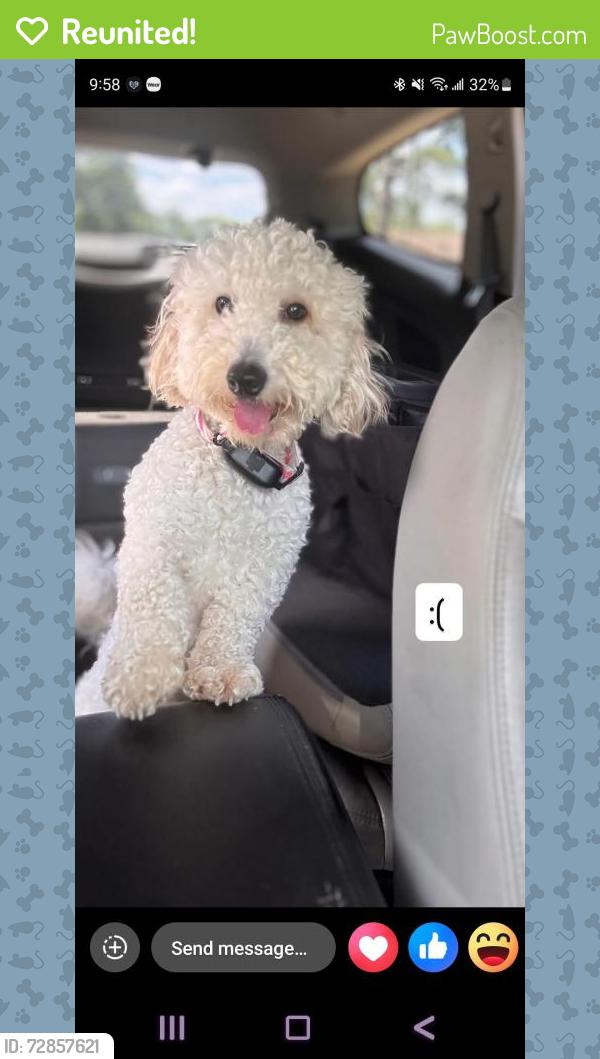 Reunited Male Dog last seen Near Cut N shoot- Bart lake rd, Conroe, TX 77303