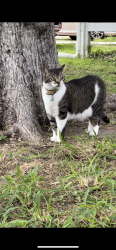 Lost Male Cat last seen Last seen on Alamo rd by Nolana Rd. Near Karl’s Korner farm store , Alamo, TX 78516