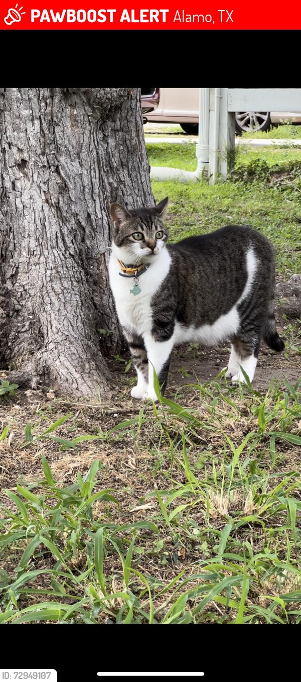 Lost Male Cat last seen Last seen on Alamo rd by Nolana Rd. Near Karl’s Korner farm store , Alamo, TX 78516
